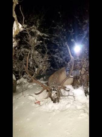 Bull Elk Hunts in Chama, NM