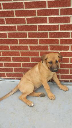 bull mastiff puppies (Longmont)