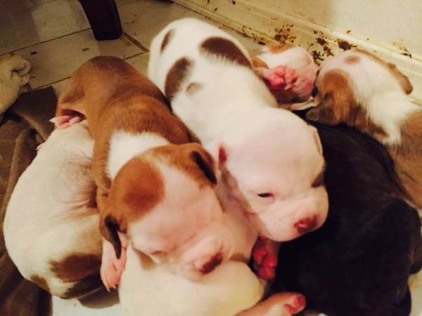 Bullies coming for adoption (Hilo)