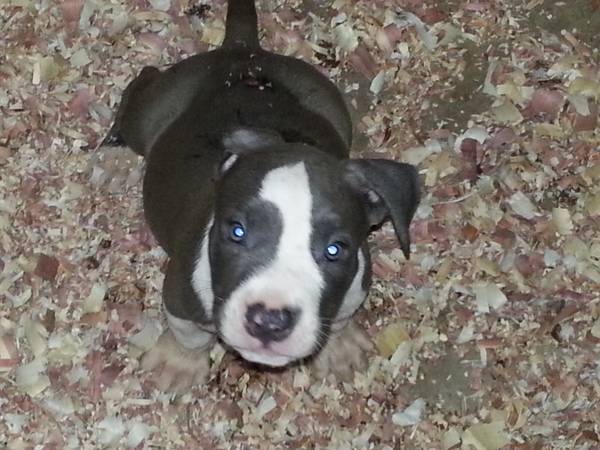 bully pitbull puppies