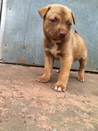 Bully Pitbull x German Rottweiler mix Puppies (Spencer)