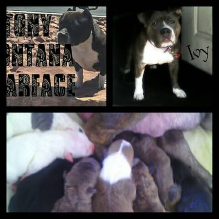 bully pups