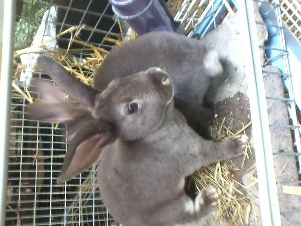 Bunnies (Midlothian)