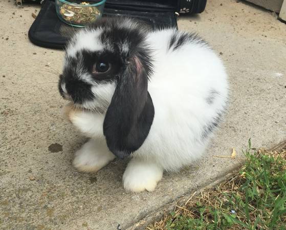 Bunny In Need of a Good Home (Nashville)