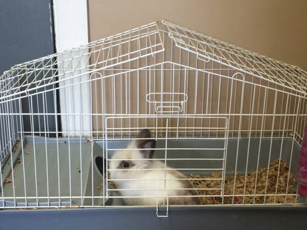 Bunny needing a new home (Weymouth)