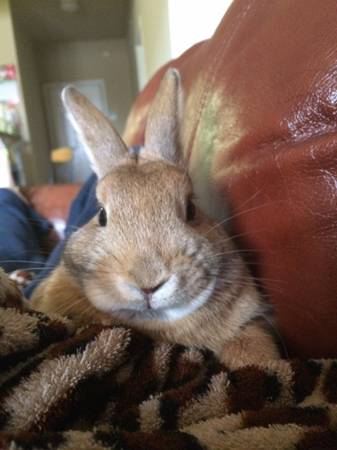 Bunny to Good Home (readingtonflemington)