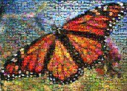 Butterfly, 1000 Piece Jigsaw Puzzle Made by Buffalo