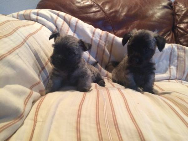 CAIRNTERRIERPUPPIES