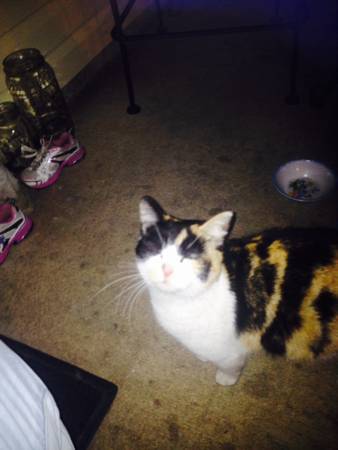 Calico cat found in Gulfport (Gulfport)