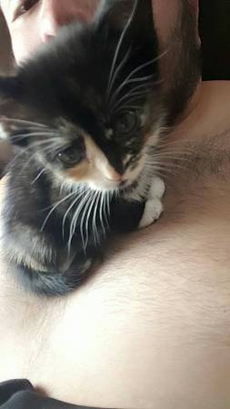 Calico Kitten (Manchester)