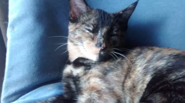 Calico kittin in search of new home (Wright)