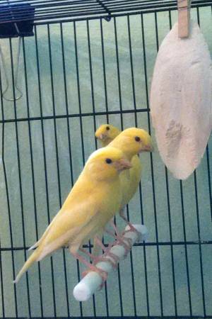 Canaries 35 (Eugene)