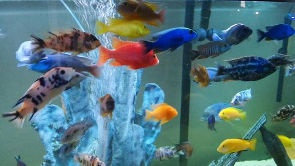 CANDY CICHLIDS COLORFUL (Carol stream)