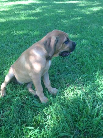 Cane Corso