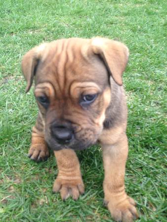 Cane corso 6 weeks old (South Fargo)