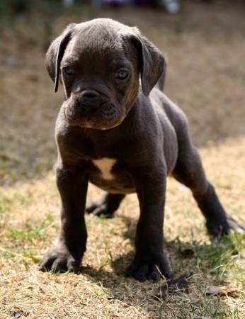 cane corso puppies show quality (dallas tx)