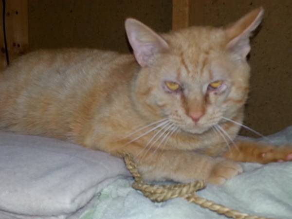 CAT FOR ADOPTION (New Kent, VA)