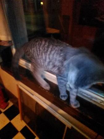 Cat For Sale for free (Covington KY)