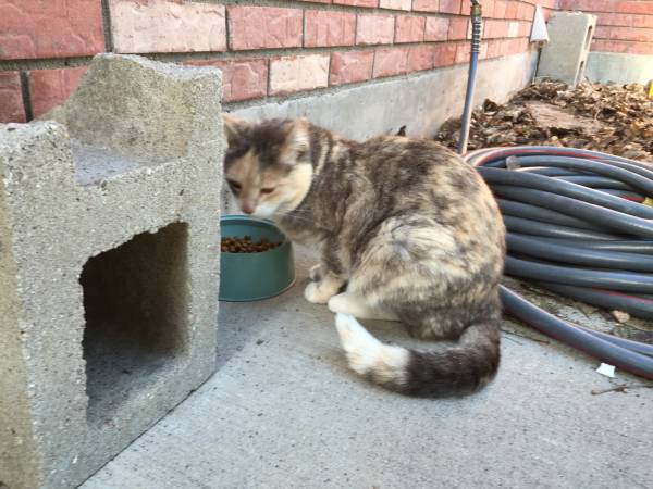 Cat found (Paradise Valley)