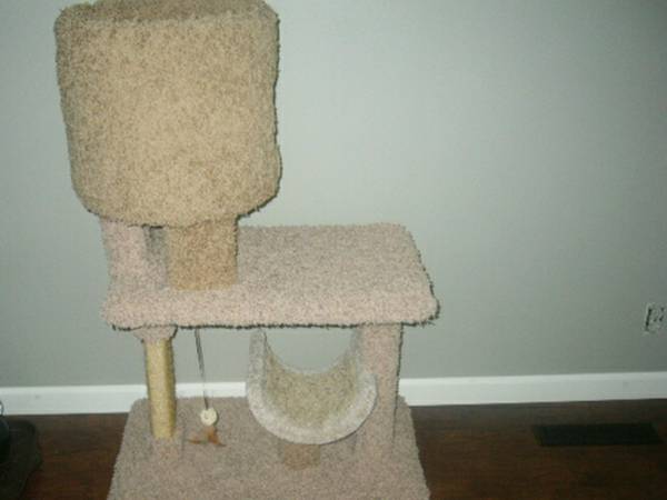 cat houestree (bellevue, NE)