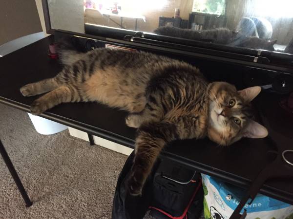 Cat lost by 42nd Avenue, Please call if found (3520 E 42nd)