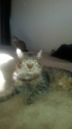 Cat missing , 250.00 reward. (Boise Idaho)