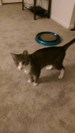 Cat to good home (Newark)