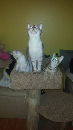 Cat Trees