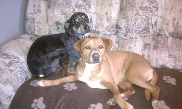 Catahoula leopard dog needs a new home. No kids... (Chester)