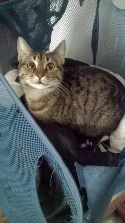 cats need good home (hartford)