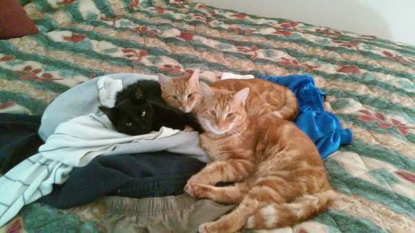 cats need to be rehomed (columbia sc)