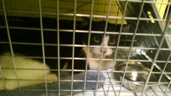 Caught male black and white cat by HomeDepotHoliday Inn Exp in Fargo