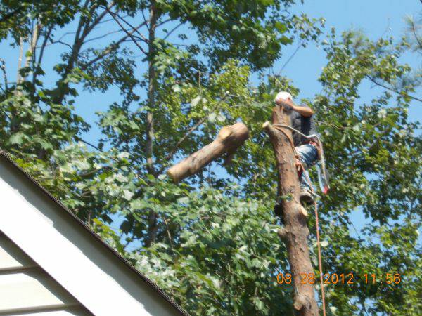 CERTIFIED EXPERT TREE SERVICE, 65 FT BUCKET TRUCK amp CLIMBING SERVICE (ALL COUNTIES)