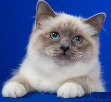 CFA CAT SHOW with GARFIELD (KCI Expo Center)