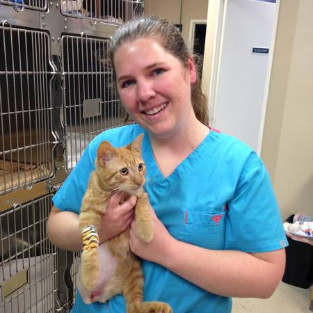 Champion3 legged manx orange tabby no tail (north fort worth)