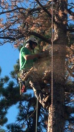 Chappell Tree Care LLC (Chittenden County)
