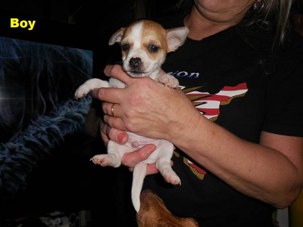 Chaweenie Puppies very cute rehoming fee of 80.00 (Joshua) (Joshua)