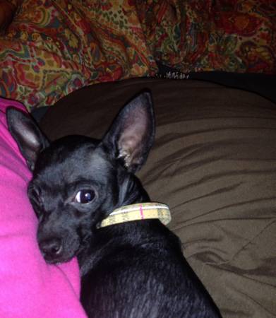 Chi mix puppy (Mansfield)