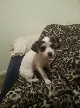 Chihuahua 2 month old male (florence ky)