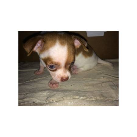 Chihuahua for sale . (Wilmington)