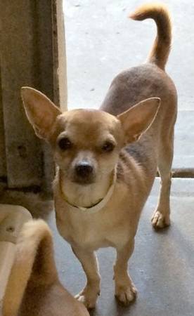 Chihuahua Lost In Chandler (Anderson Springs)