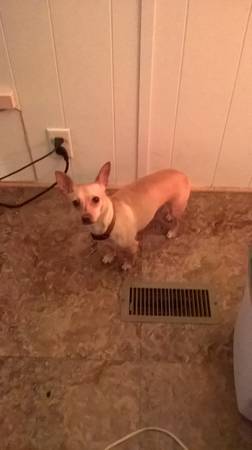 Chihuahua male (East of Henryetta oklahoma)