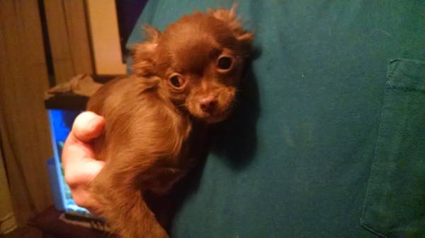 chihuahua male puppy (Wilmington)