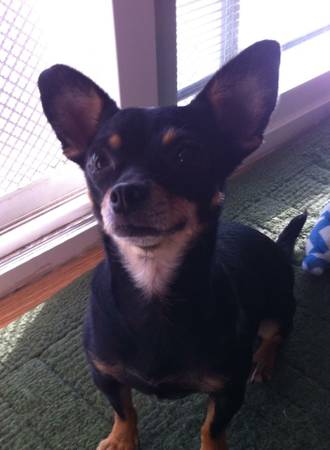 Chihuahua (middletown)