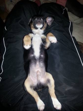 Chihuahua Min Pin X Puppy (4 mos) (Dent MN)