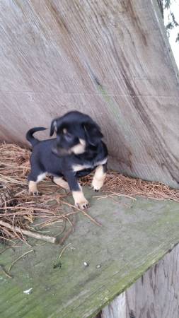 Chihuahua mix puppy (Molalla)