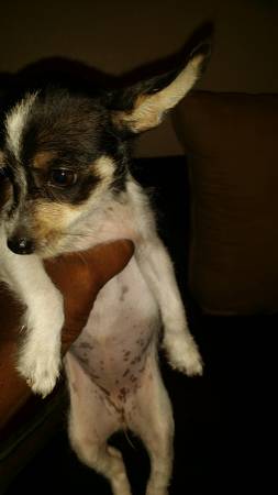Chihuahua mix with terrier (United States)