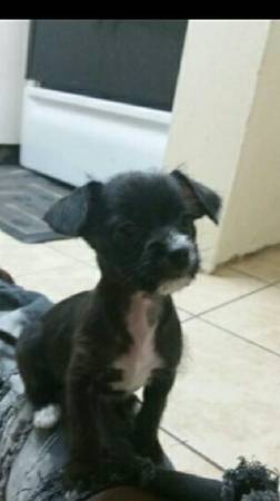 Chihuahua mixed for rehoming (Cayce)