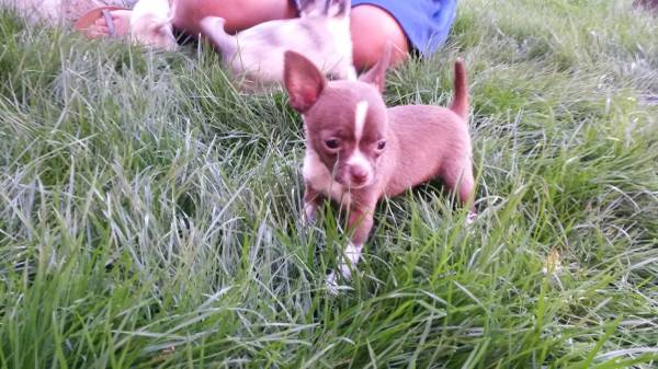 Chihuahua puppies