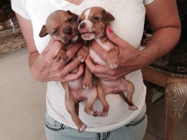 Chihuahua Puppies